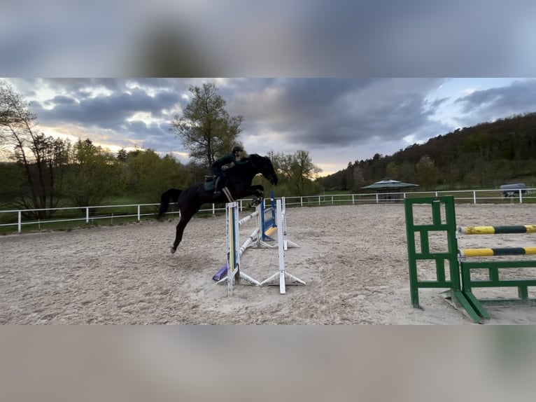 Irish sport horse Ruin 11 Jaar 172 cm Zwart in Hofheim am Taunus