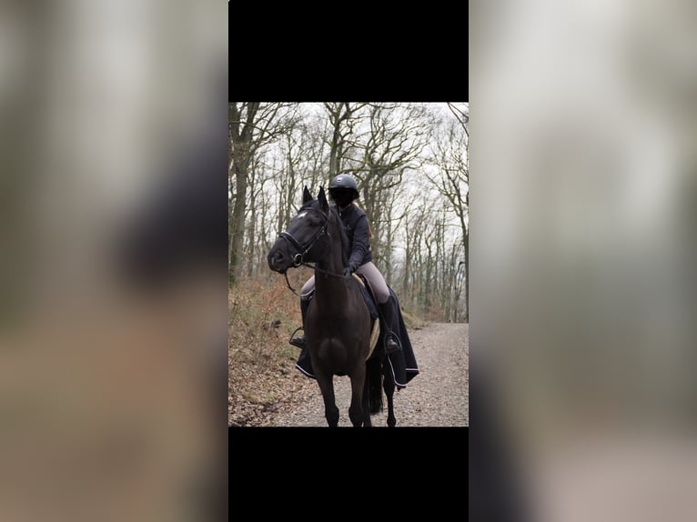 Irish sport horse Ruin 11 Jaar 172 cm Zwart in Hofheim am Taunus
