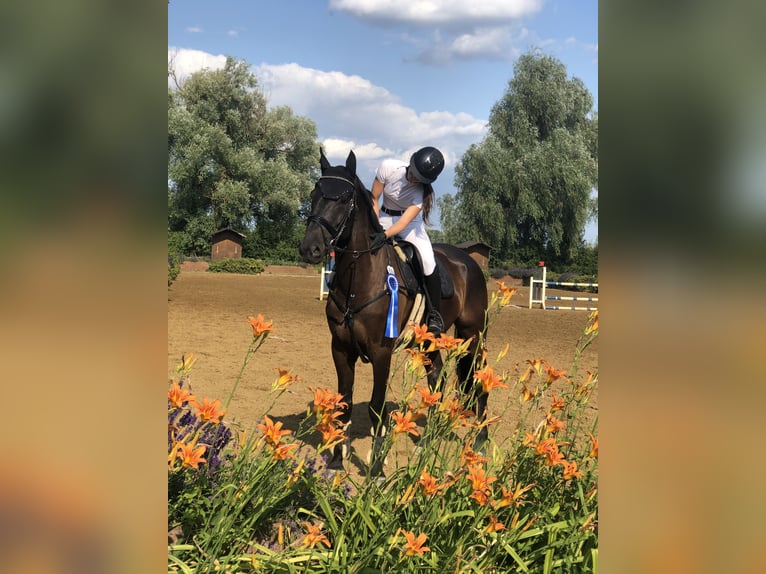 Irish sport horse Ruin 11 Jaar 172 cm Zwart in Hofheim am Taunus