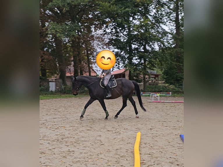 Irish sport horse Ruin 11 Jaar 176 cm Donkerbruin in Sulingen Irish sport horse Ruin 11 Jaar 176 cm Donkerbruin in Sulingen