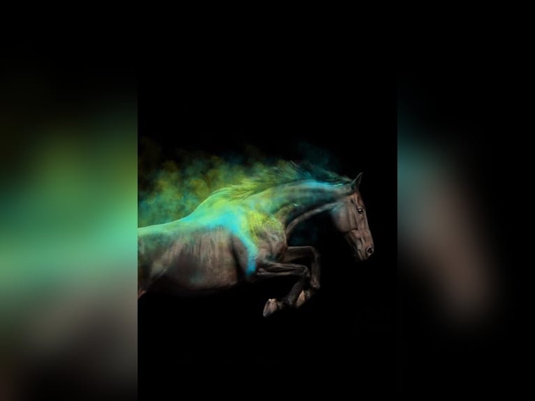Irish sport horse Ruin 12 Jaar 163 cm Zwart in Sophienhamm
