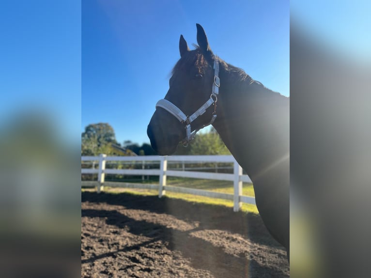 Irish sport horse Ruin 12 Jaar 163 cm Zwart in Sophienhamm
