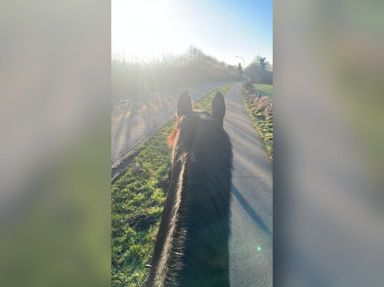 Irish sport horse Ruin 12 Jaar 163 cm Zwart in Sophienhamm