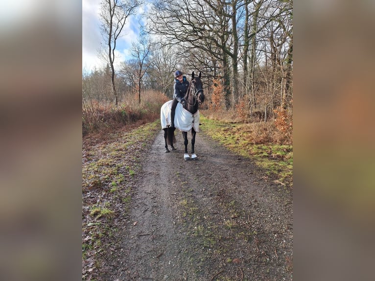 Irish sport horse Ruin 12 Jaar 163 cm Zwart in Sophienhamm