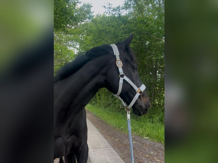 Irish sport horse Ruin 12 Jaar 163 cm Zwart in Sophienhamm