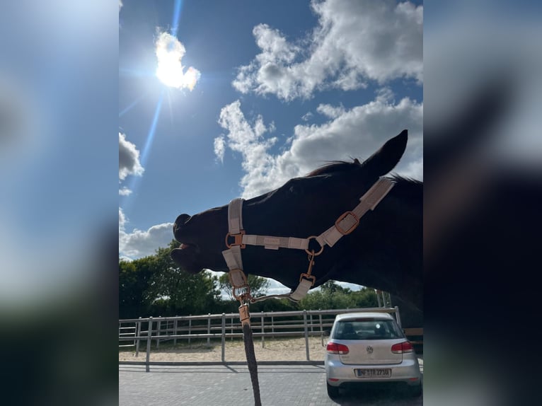Irish sport horse Ruin 12 Jaar 163 cm Zwart in Sophienhamm