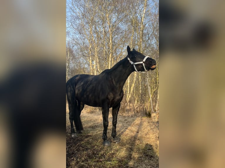 Irish sport horse Ruin 12 Jaar 163 cm Zwart in Sophienhamm