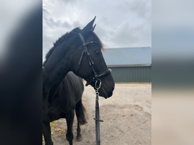 Irish sport horse Ruin 12 Jaar 163 cm Zwart in Sophienhamm