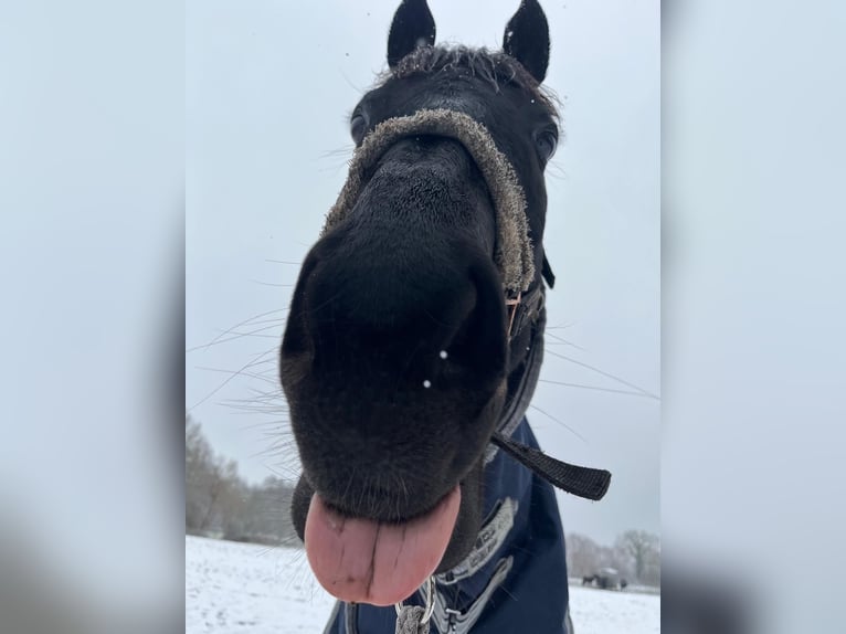 Irish sport horse Ruin 12 Jaar 163 cm Zwart in Sophienhamm
