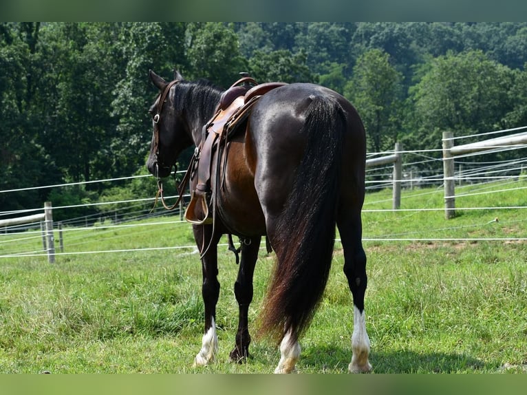 Irish sport horse Mix Ruin 12 Jaar 163 cm Zwart in Rebersburg, PA