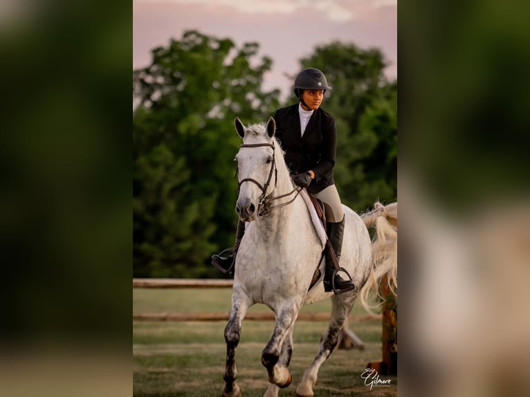 Irish sport horse Ruin 12 Jaar 168 cm Schimmel in Edenton