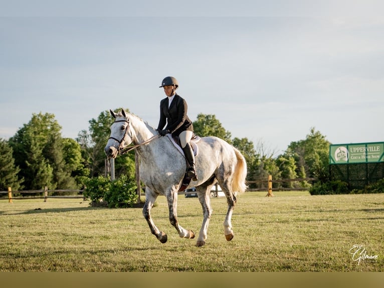 Irish sport horse Ruin 12 Jaar 168 cm Schimmel in Edenton