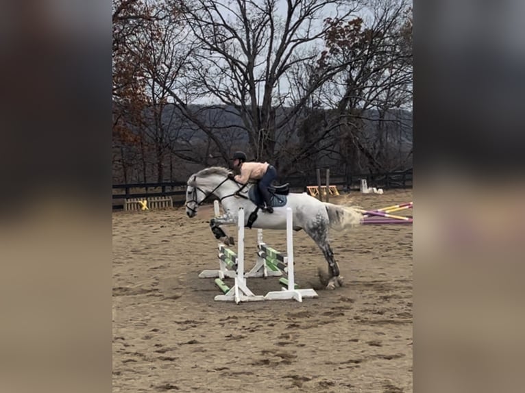 Irish sport horse Ruin 12 Jaar 168 cm Schimmel in Edenton