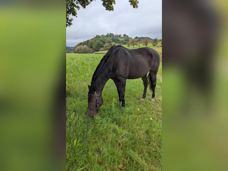 Irish sport horse Ruin 12 Jaar 169 cm Bruin in Riegel am Kaiserstuhl