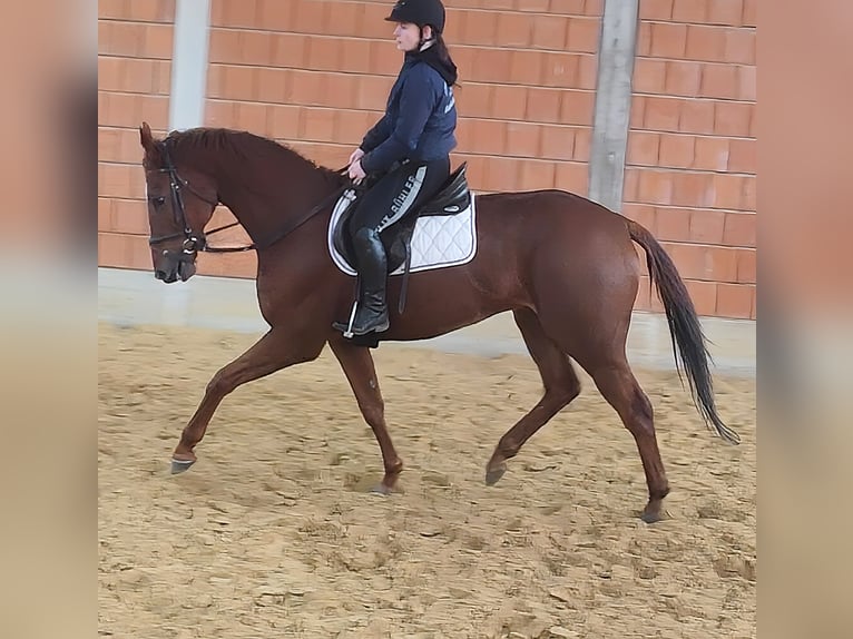 Irish sport horse Ruin 12 Jaar 172 cm Donkere-vos in Lage