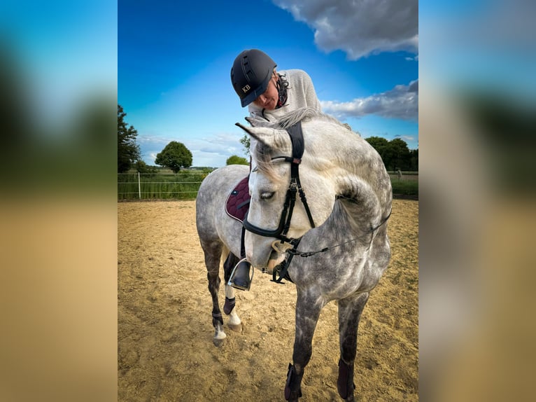 Irish sport horse Ruin 13 Jaar 160 cm Appelschimmel in Bedburg-Hau