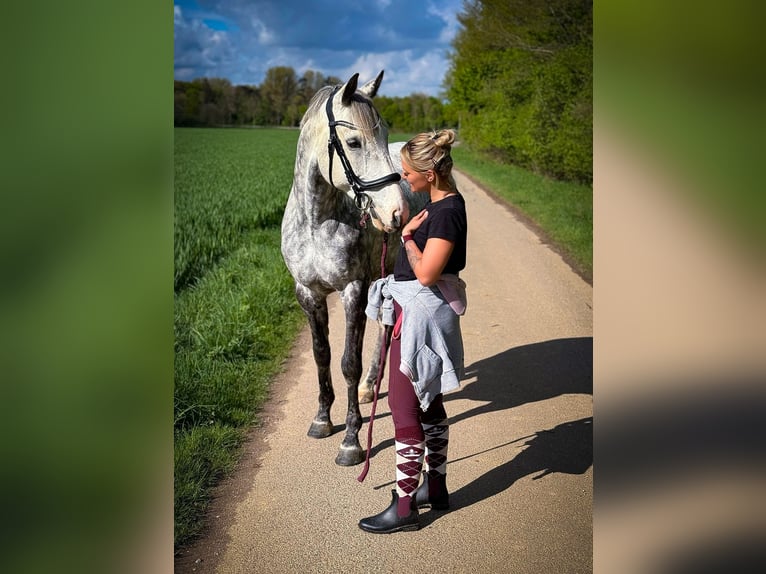 Irish sport horse Ruin 13 Jaar 160 cm Appelschimmel in Bedburg-Hau