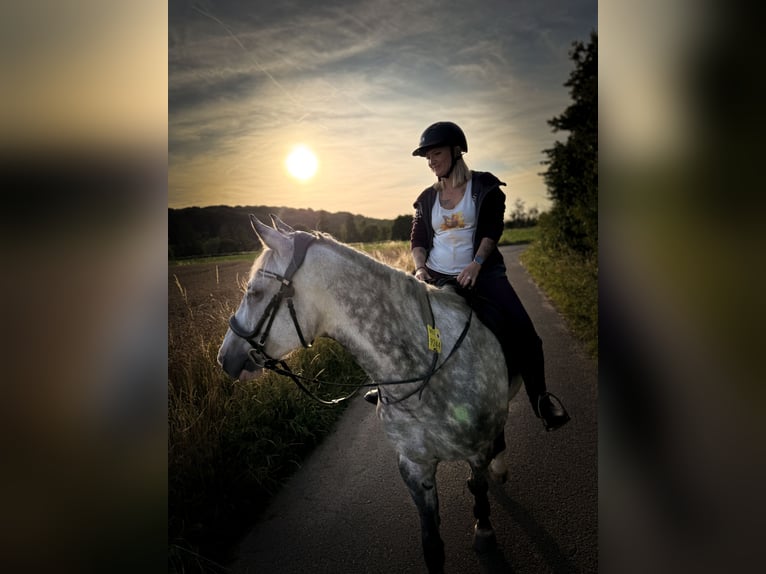 Irish sport horse Ruin 13 Jaar 160 cm Appelschimmel in Bedburg-Hau