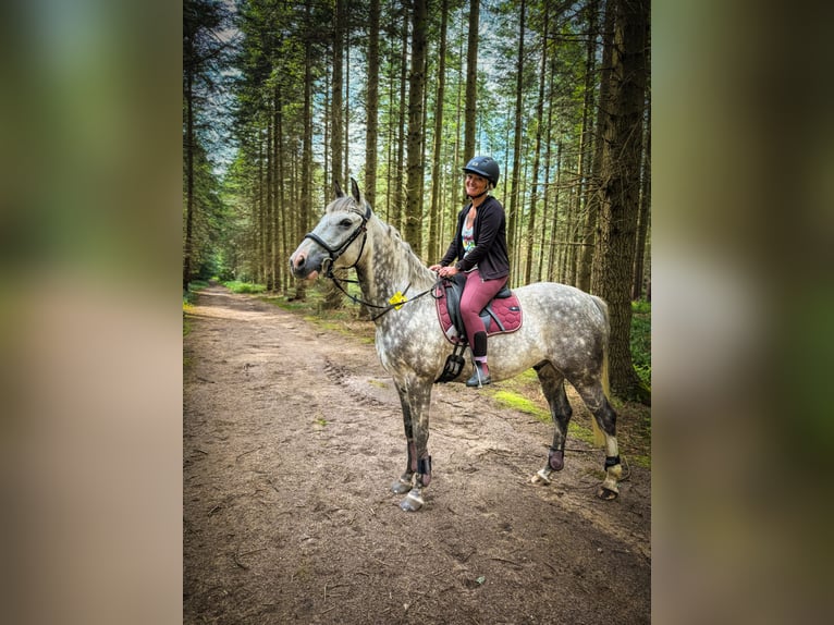 Irish sport horse Ruin 13 Jaar 160 cm Appelschimmel in Bedburg-Hau