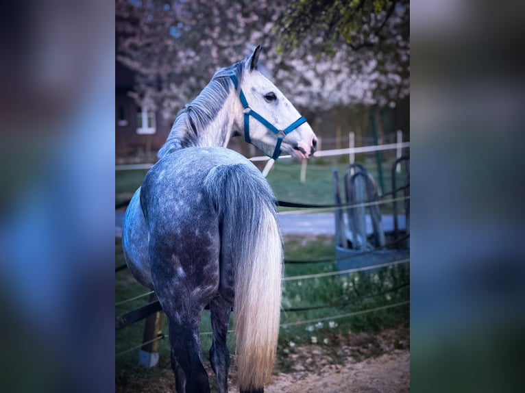 Irish sport horse Ruin 13 Jaar 160 cm Appelschimmel in Bedburg-Hau