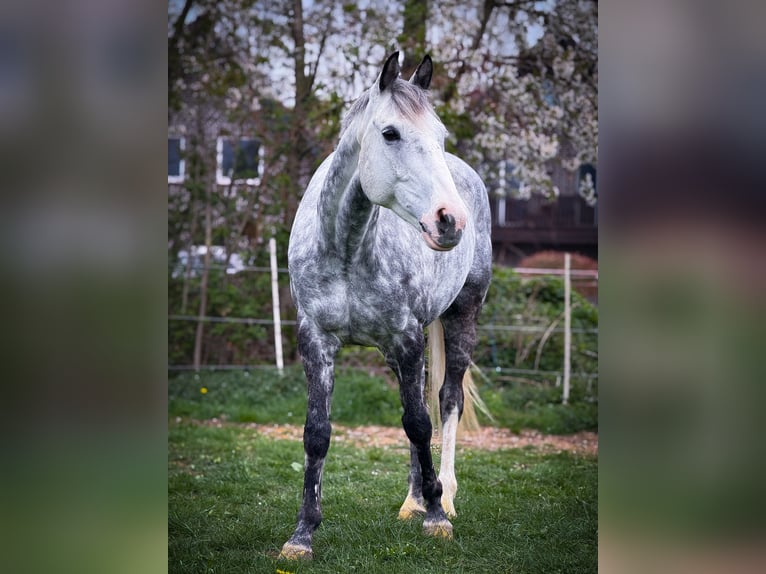 Irish sport horse Ruin 13 Jaar 160 cm Appelschimmel in Bedburg-Hau