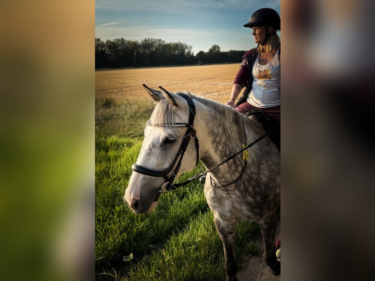 Irish sport horse Ruin 13 Jaar 160 cm Appelschimmel in Bedburg-Hau