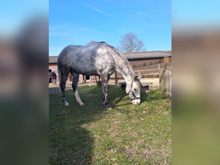 Irish sport horse Ruin 13 Jaar 160 cm Appelschimmel in Bedburg-Hau