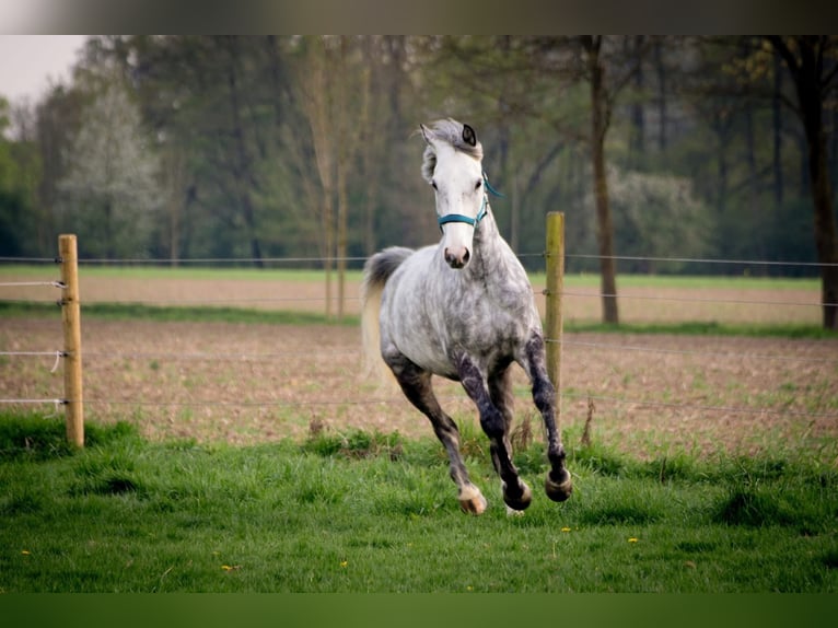 Irish sport horse Ruin 13 Jaar 160 cm Appelschimmel in Bedburg-Hau
