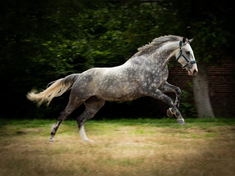 Irish sport horse Ruin 13 Jaar 160 cm Appelschimmel in Bedburg-Hau
