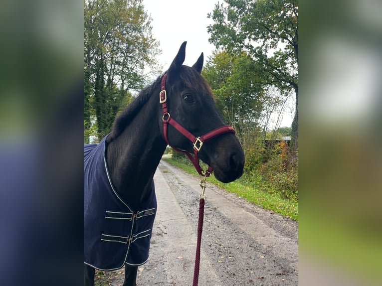 Irish sport horse Ruin 13 Jaar 163 cm Zwart in Breiholz