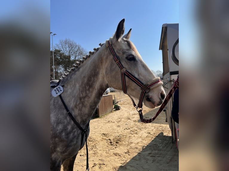 Irish sport horse Ruin 13 Jaar 164 cm Appelschimmel in Werne