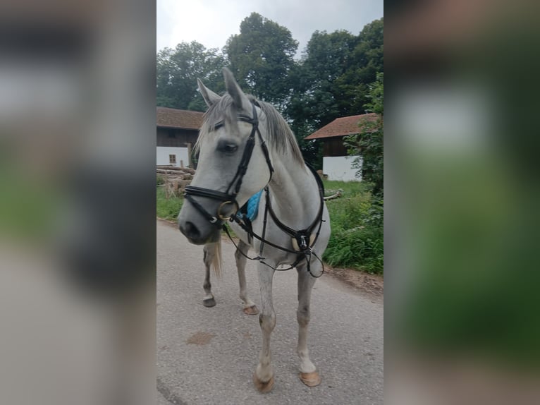 Irish sport horse Mix Ruin 13 Jaar 164 cm Schimmel in Roßhaupten