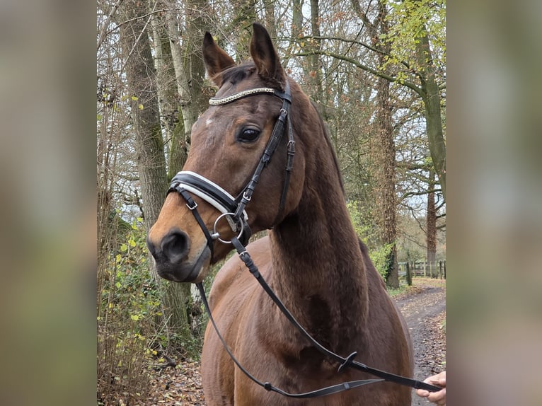 Irish sport horse Mix Ruin 13 Jaar 165 cm Bruin in Wachtendonk