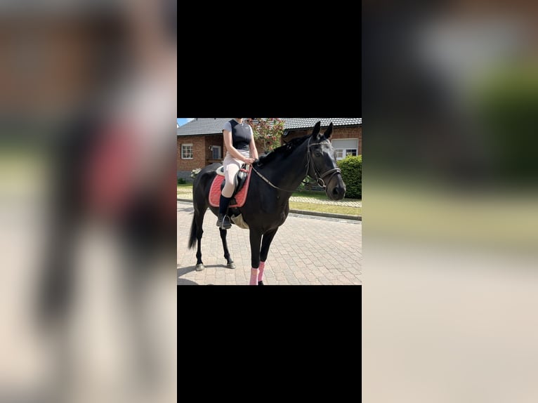 Irish sport horse Ruin 13 Jaar 175 cm Donkerbruin in Osterburg