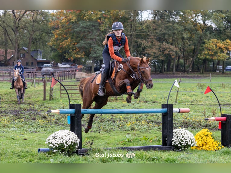 Irish sport horse Ruin 15 Jaar 143 cm Vos in Doorn