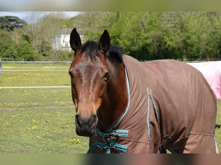 Irish sport horse Ruin 15 Jaar 158 cm Roodbruin in Handorf