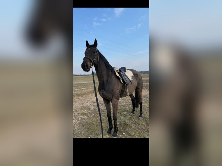 Irish sport horse Ruin 15 Jaar 175 cm Donkerbruin in Polkern
