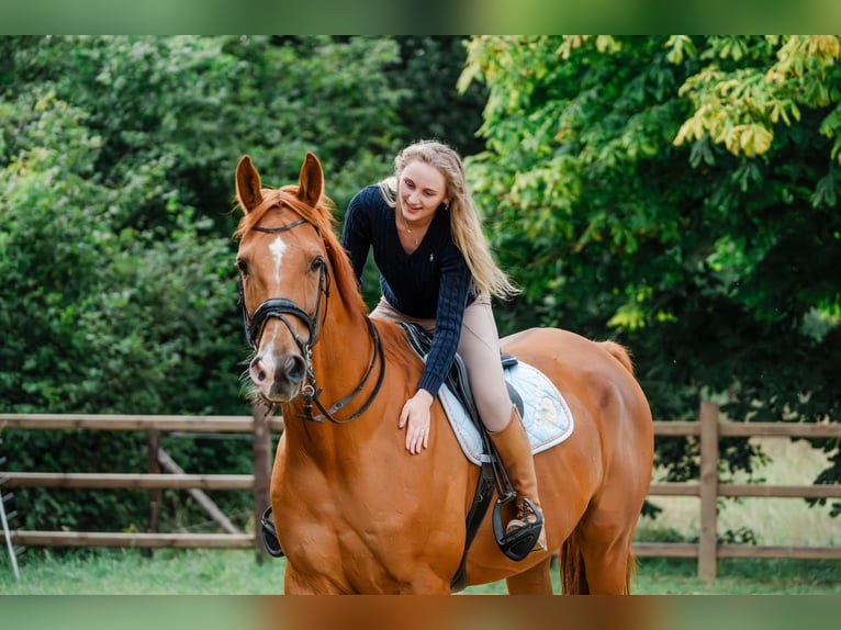 Irish sport horse Ruin 15 Jaar 180 cm Vos in Putte