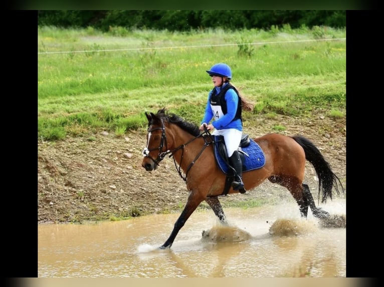 Irish sport horse Ruin 16 Jaar 148 cm Bruin in Mountrath