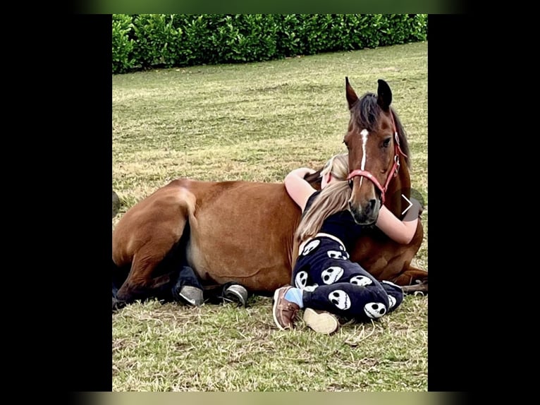 Irish sport horse Ruin 16 Jaar 148 cm Bruin in Mountrath