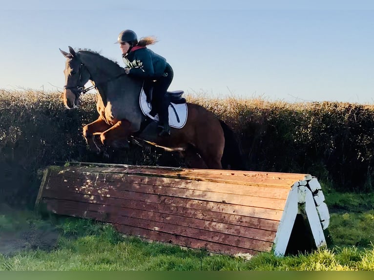 Irish sport horse Ruin 16 Jaar 148 cm Bruin in Mountrath