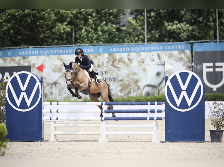 Irish sport horse Ruin 16 Jaar 148 cm Falbe in Farra di Soligo (TV)