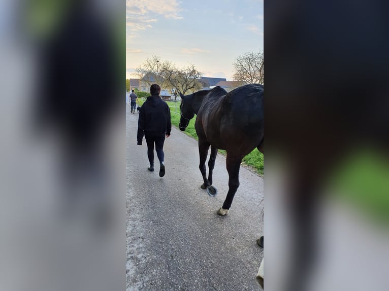 Irish sport horse Ruin 16 Jaar 158 cm Zwart in Burgbrohl