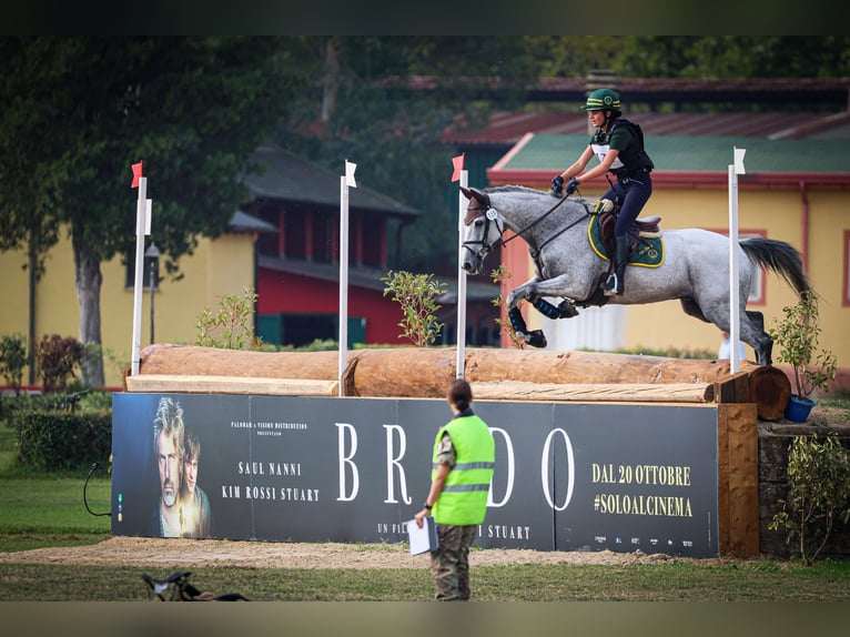 Irish sport horse Ruin 16 Jaar 160 cm Vliegenschimmel in Bodio