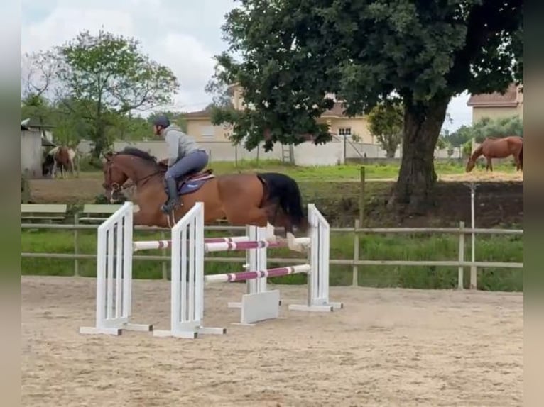 Irish sport horse Ruin 16 Jaar 165 cm Bruin in A Coruña