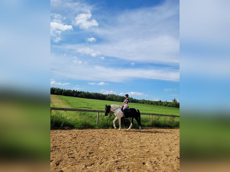 Irish sport horse Ruin 16 Jaar 170 cm Gevlekt-paard in Bad Laer