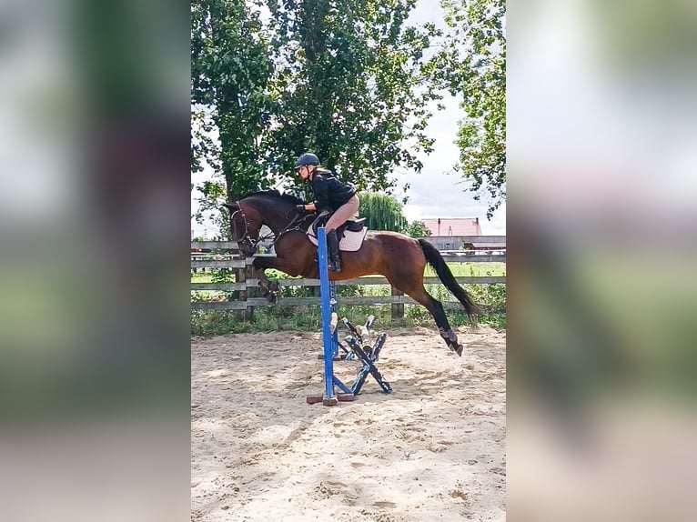 Irish sport horse Ruin 17 Jaar 163 cm Donkerbruin in Lubin