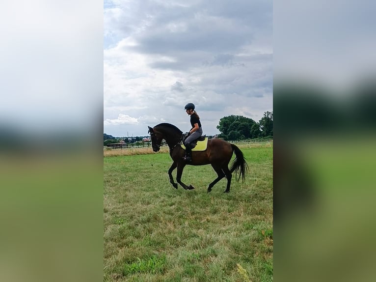 Irish sport horse Ruin 17 Jaar 163 cm Donkerbruin in Lubin