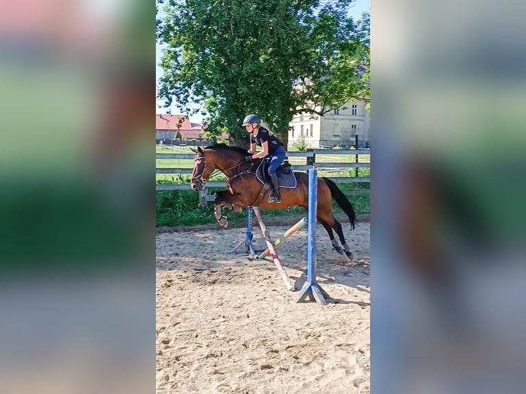 Irish sport horse Ruin 17 Jaar 163 cm Donkerbruin in Lubin