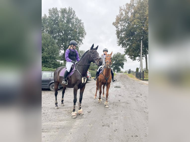 Irish sport horse Ruin 17 Jaar 163 cm Donkerbruin in Lubin